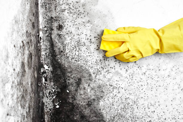 Best Comprehensive Air Testing for Mold Contaminants  in Olive Branch, MS